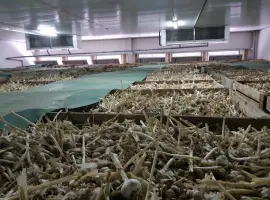 Зображення для оголошення Зберігання часнику