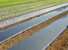 Зображення для оголошення Вторинна мульчуюча плівка виробник Туреччина