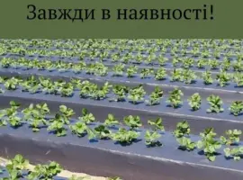 Зображення для оголошення Мульчуюча плівка