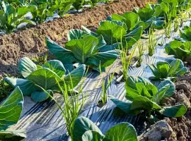 Зображення для оголошення Мульчуюча плівка Ватан Пластік