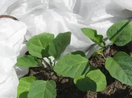 Зображення для оголошення Агроволокно Агротекс 1