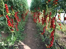 Зображення для оголошення Теплична плівка 150