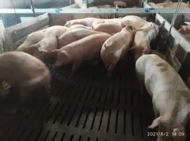 Зображення для оголошення Куплю свиней свиноматки выбраковку дорого от