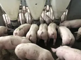 Зображення для оголошення Продам поросята в наявності е постійно