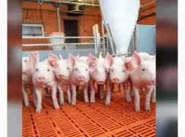 Зображення для оголошення Продажа поросят по всей Украине
