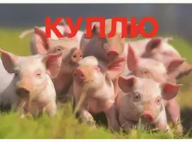 Зображення для оголошення Куплю поросята гурт