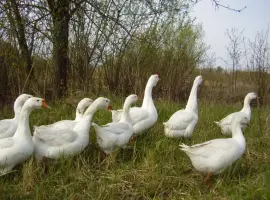 Зображення для оголошення Гусиные яйца
