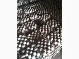 Продам інкубаційне яйце гуски Велика сіра