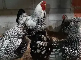 Зображення для оголошення Продам інкубаційні яйця курей Віандот