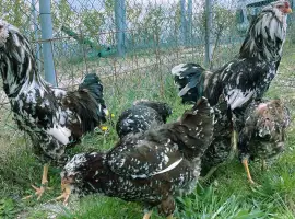 Зображення для оголошення Орловська ситцева
