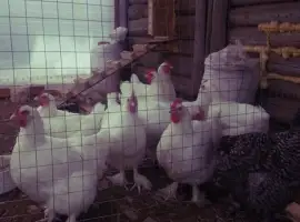 Зображення для оголошення Інкубаційне яйце та курчата. Малин (Мехеленська зозуля): смугастий