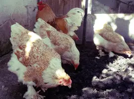 Зображення для оголошення Інкубаційне яйце та курчата. Брама: біле золото