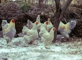 Інкубаційне яйце та курчата. Кохінхін: ізабелла