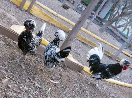 Інкубаційне яйце курей Голландська білохохла: чорна