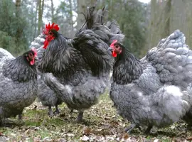 Зображення для оголошення Інкубаційне яйце курей Орпінгтон: фарфоровий