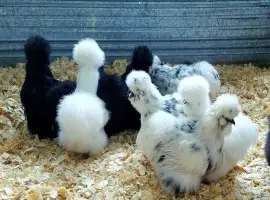 Зображення для оголошення Яйце на інкубацію від породистих курей. Китайські шовкові палева
