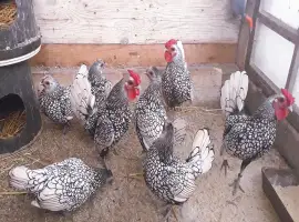 Інкубаційне яйце (курчата). Сібрайт: золото