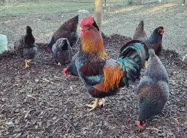 Зображення для оголошення Інкубаційне яйце. Курчата. Барневельдер срібло
