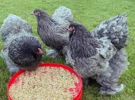 Інкубаційне яйце. Курчата. Кохінхін фарфоровий