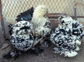 Інкубаційне яйце. Курчата. Султанка чорна