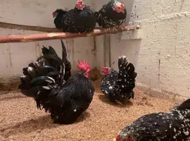 Яйце інкубаційне