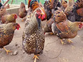 Яйце інкубаційне