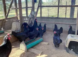 Продається яйце інкубаційне