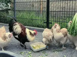 Продається яйце інкубаційне