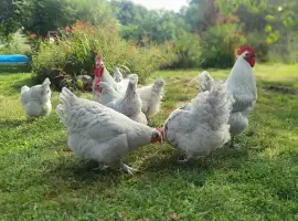 Зображення для оголошення Інкубаційне яйце