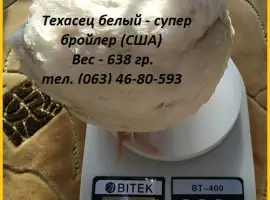 Зображення для оголошення Инкубационные яйца супер - бройлер Белый Техасец - (США Texas)
