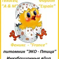 Зображення для оголошення Яйца инкубационные перепела Фараон Испания
