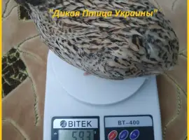 Зображення для оголошення Инкубационные яйца перепела для маточного стада