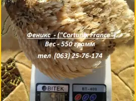 Яйца инкубационные перепела Феникс Золотистый - бройлер