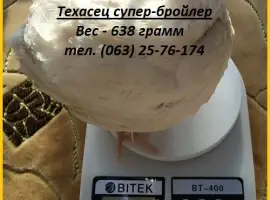 Яйца инкубационные перепела Белый Техасец - супер бройлер (США)