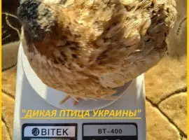 Зображення для оголошення Инкубационные яйца Феникс - яйца инкубационные перепела