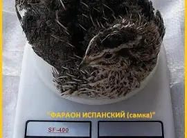 Зображення для оголошення Яйцо инкубационное перепела Фараон Испанский и молодняк