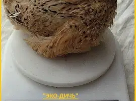 Зображення для оголошення Яйцо инкубационное перепела Феникс Золотистый - бройлер и молодняк
