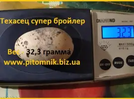 Зображення для оголошення Яйца инкубационные "Техасец белый утяжеленный " - супер бройлер