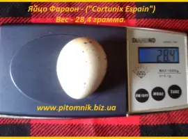 Зображення для оголошення Яйца инкубационные перепела Фараон (селекция Espana)