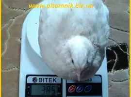 Зображення для оголошення Индоперепела яйца инкубационные