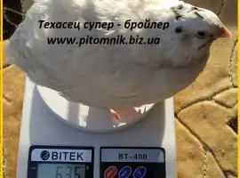 Зображення для оголошення Яйца инкубационные "Техасец белый" - супер бройлер
