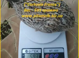 Яйцо инкубационные перепела Феникс Золотистый - (France)