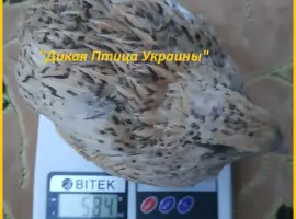 Зображення для оголошення Инкубационные яйца перепелов