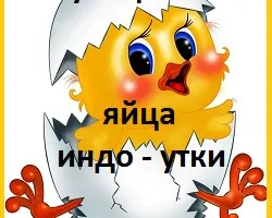 Зображення для оголошення Яйца инкубационные мускусной утки (индо-утка