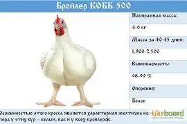 Зображення для оголошення Инкубационные яйца бройлеров с ЕС