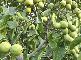 Зображення для оголошення Саджанці волоського горіха