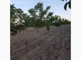Зображення для оголошення Саженцы Грецкого Ореха Fernette