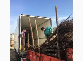 Зображення для оголошення Продам саженцы грецкого ореха. Сорт Сhandler.Привитые. продажа осень 2020. Звоните