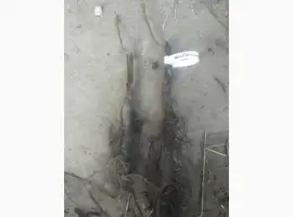 Зображення для оголошення Саженцы привитого грецкого ореха Костюженский