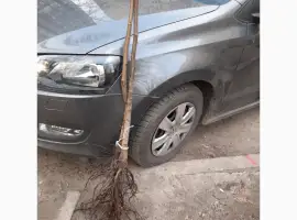 Зображення для оголошення Саженцы ореха ЯЦЕК
